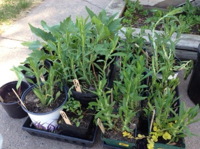 Native Plants for Sale